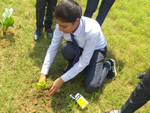Plantation Program