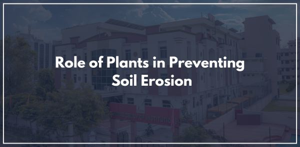 Role of Plants in Preventing Soil Erosion